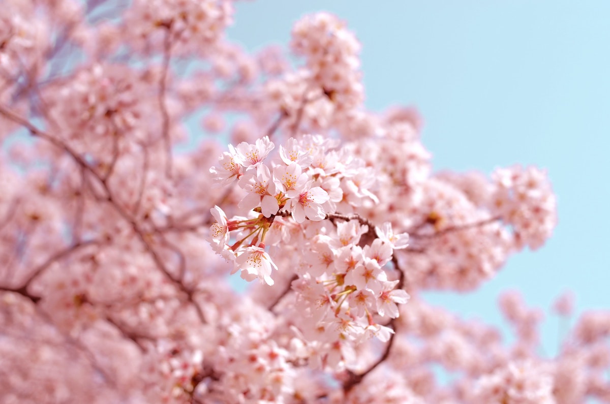 The ever-so-cute most popular Hermès pink--Rose Sakura 🌸 Don't